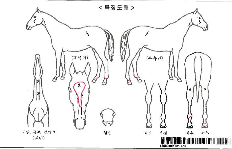 º£À̸®¹öÀÚ¸¶ÀÇ Ãø¸é,¿ì¸é,µÞ¸é,µÎ»ó,´Ù¸®ÀÇ Æ¯Â¡µµÇØ