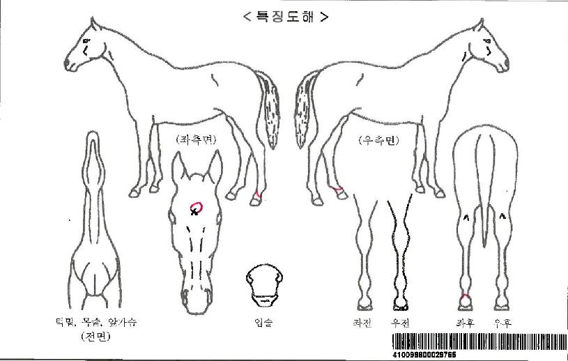 ¿ä¸®Á¶¸®ÀÚ¸¶ÀÇ Ãø¸é,¿ì¸é,µÞ¸é,µÎ»ó,´Ù¸®ÀÇ Æ¯Â¡µµÇØ