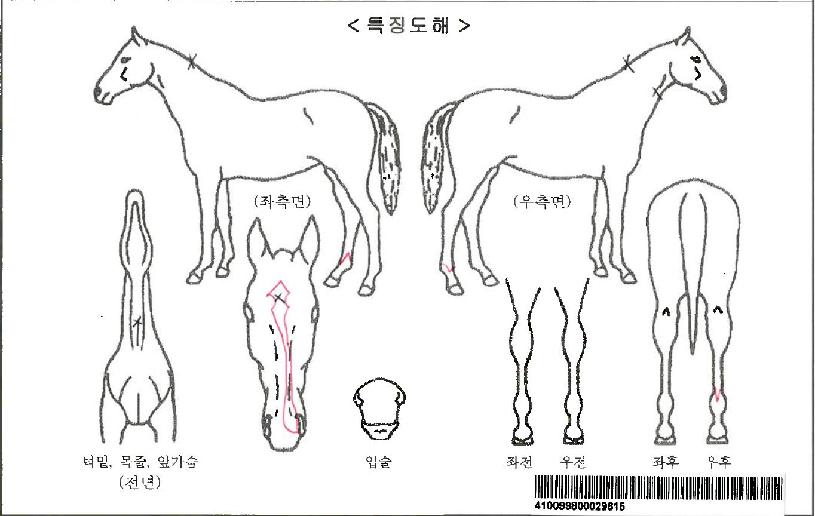 ĸƾ°ÉÀÚ¸¶ÀÇ Ãø¸é,¿ì¸é,µÞ¸é,µÎ»ó,´Ù¸®ÀÇ Æ¯Â¡µµÇØ