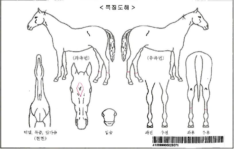 ¿À·»Áö½ºÅèÀÚ¸¶ÀÇ Ãø¸é,¿ì¸é,µÞ¸é,µÎ»ó,´Ù¸®ÀÇ Æ¯Â¡µµÇØ