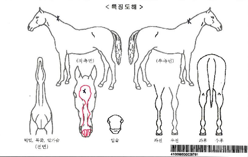 ³×¸ðÇÁ¸°¼¼½ºÀÚ¸¶ÀÇ Ãø¸é,¿ì¸é,µÞ¸é,µÎ»ó,´Ù¸®ÀÇ Æ¯Â¡µµÇØ