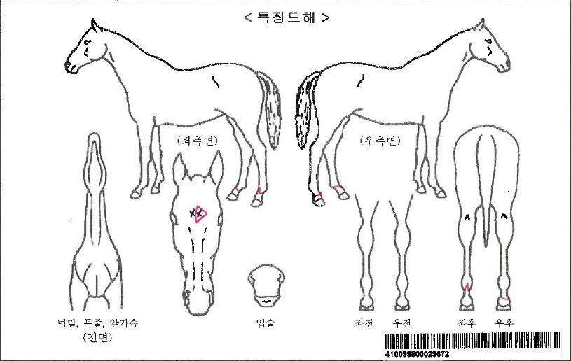 °¡µð½º¹®ÀÚ¸¶ÀÇ Ãø¸é,¿ì¸é,µÞ¸é,µÎ»ó,´Ù¸®ÀÇ Æ¯Â¡µµÇØ