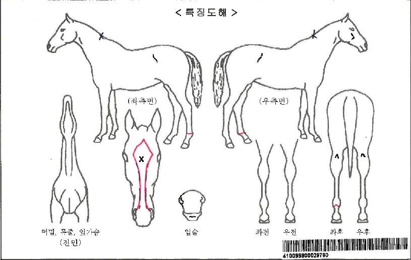 ¾îÄí½ºÆ½¼¨µµÀÚ¸¶ÀÇ Ãø¸é,¿ì¸é,µÞ¸é,µÎ»ó,´Ù¸®ÀÇ Æ¯Â¡µµÇØ