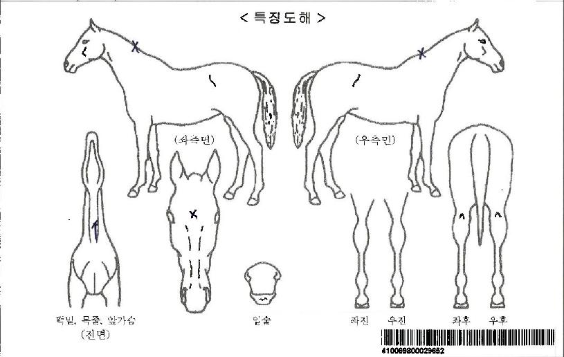 ÇÇ·»Ã¼Ä³½½ÀÚ¸¶ÀÇ Ãø¸é,¿ì¸é,µÞ¸é,µÎ»ó,´Ù¸®ÀÇ Æ¯Â¡µµÇØ