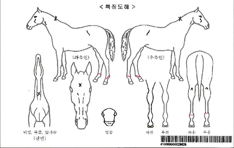 ¸®¹ß¶óÀÌÆ®ÀÚ¸¶ÀÇ Ãø¸é,¿ì¸é,µÞ¸é,µÎ»ó,´Ù¸®ÀÇ Æ¯Â¡µµÇØ