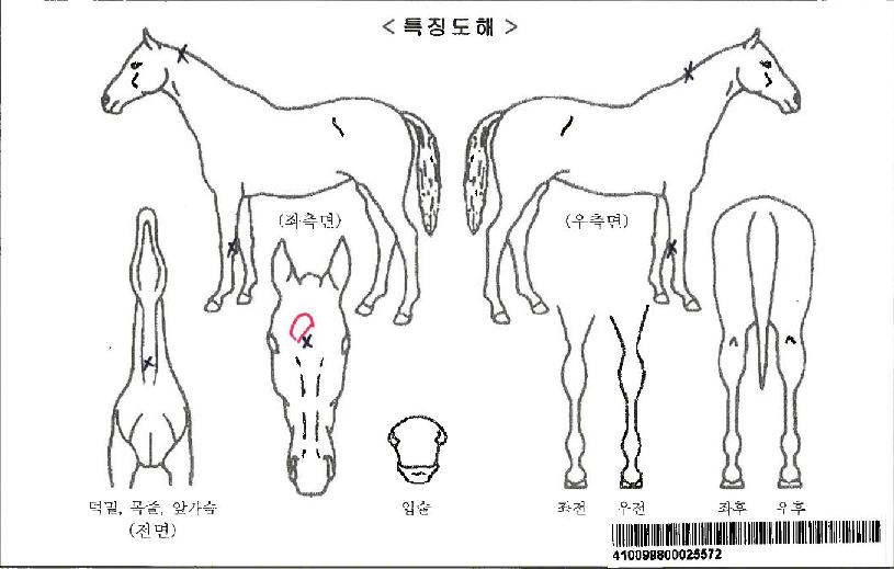 ·¹À̽º·Î¿ÀÚ¸¶ÀÇ Ãø¸é,¿ì¸é,µÞ¸é,µÎ»ó,´Ù¸®ÀÇ Æ¯Â¡µµÇØ