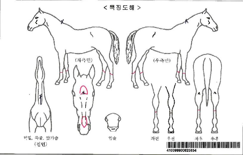 °ñµç¿ÀºêÀÚ¸¶ÀÇ Ãø¸é,¿ì¸é,µÞ¸é,µÎ»ó,´Ù¸®ÀÇ Æ¯Â¡µµÇØ