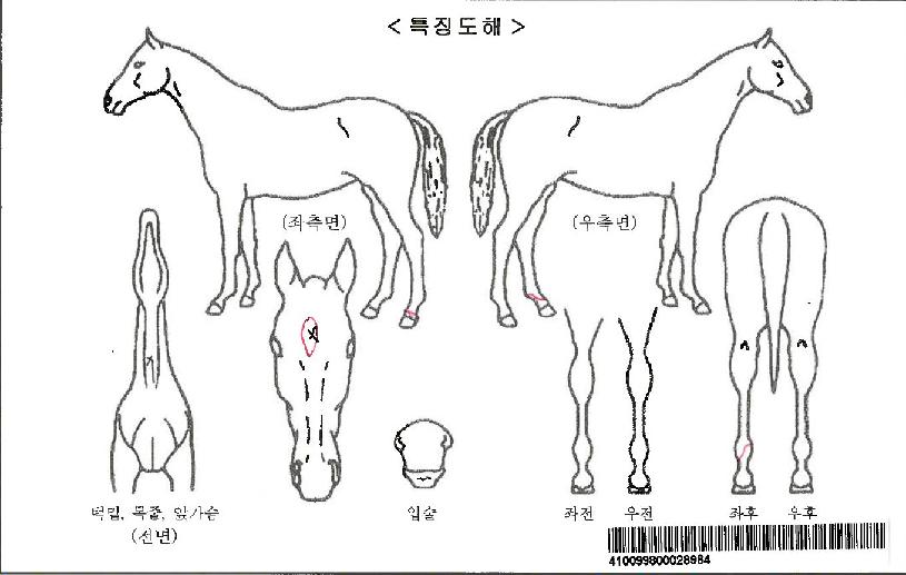 ¾È¾çÈ£¶ûÀÌÀÚ¸¶ÀÇ Ãø¸é,¿ì¸é,µÞ¸é,µÎ»ó,´Ù¸®ÀÇ Æ¯Â¡µµÇØ