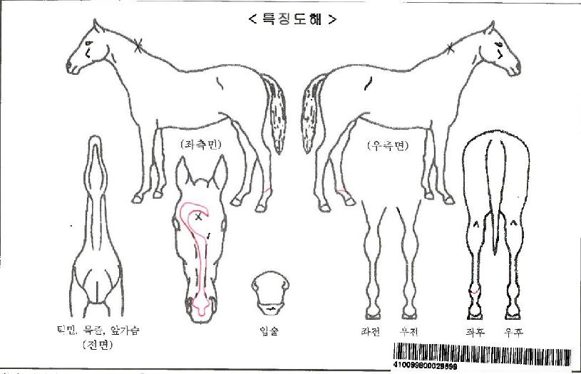 ÈúÁîÅõ°Ô´õÀÚ¸¶ÀÇ Ãø¸é,¿ì¸é,µÞ¸é,µÎ»ó,´Ù¸®ÀÇ Æ¯Â¡µµÇØ