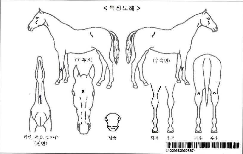 ºñ¿¡½º¿¡³ÊÁöÀÚ¸¶ÀÇ Ãø¸é,¿ì¸é,µÞ¸é,µÎ»ó,´Ù¸®ÀÇ Æ¯Â¡µµÇØ