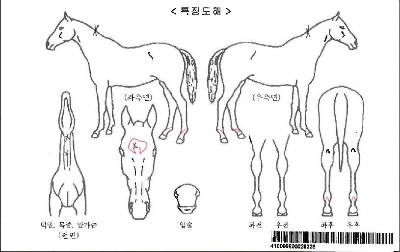 ÇѾó°øÁÖÀÚ¸¶ÀÇ Ãø¸é,¿ì¸é,µÞ¸é,µÎ»ó,´Ù¸®ÀÇ Æ¯Â¡µµÇØ