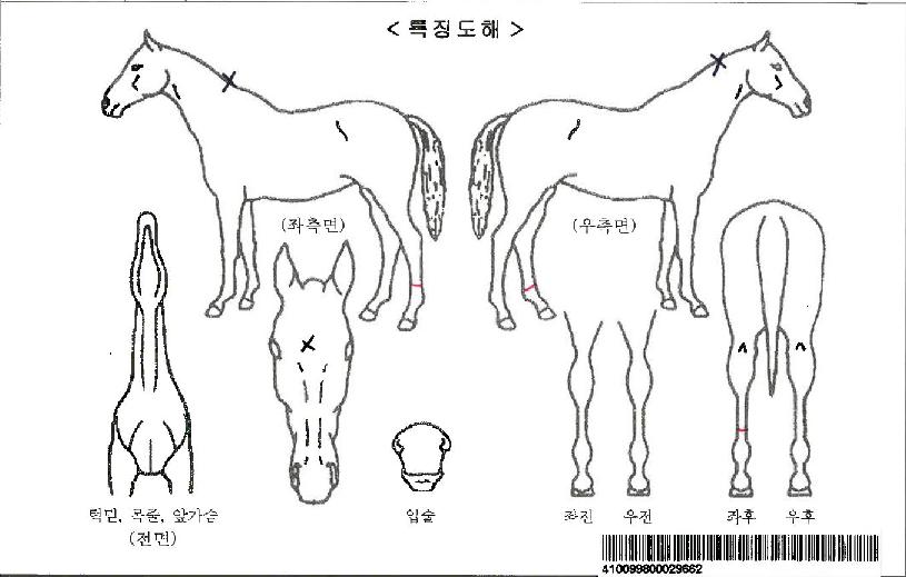 Á¶ÀÌ¿ÀºêĸƾÀÚ¸¶ÀÇ Ãø¸é,¿ì¸é,µÞ¸é,µÎ»ó,´Ù¸®ÀÇ Æ¯Â¡µµÇØ