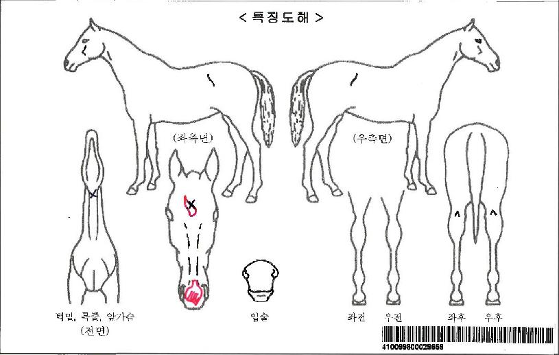 ÄÚÄÚÂû¸®ÀÚ¸¶ÀÇ Ãø¸é,¿ì¸é,µÞ¸é,µÎ»ó,´Ù¸®ÀÇ Æ¯Â¡µµÇØ