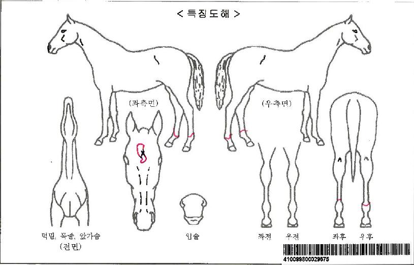 Å«¸¶¹ýÀÚ¸¶ÀÇ Ãø¸é,¿ì¸é,µÞ¸é,µÎ»ó,´Ù¸®ÀÇ Æ¯Â¡µµÇØ