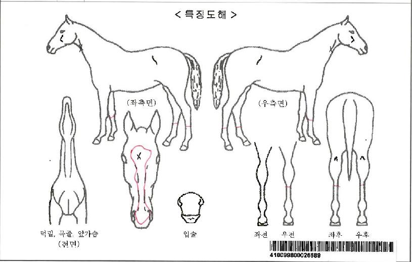 ¿ì´ë¸¢ÀÚ¸¶ÀÇ Ãø¸é,¿ì¸é,µÞ¸é,µÎ»ó,´Ù¸®ÀÇ Æ¯Â¡µµÇØ