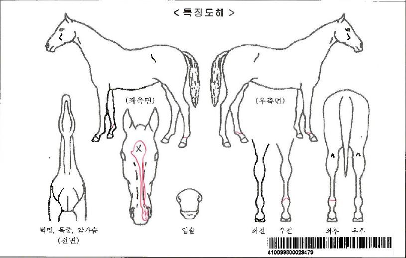 ´Þ¿¡È¦¸°±¤´ëÀÚ¸¶ÀÇ Ãø¸é,¿ì¸é,µÞ¸é,µÎ»ó,´Ù¸®ÀÇ Æ¯Â¡µµÇØ