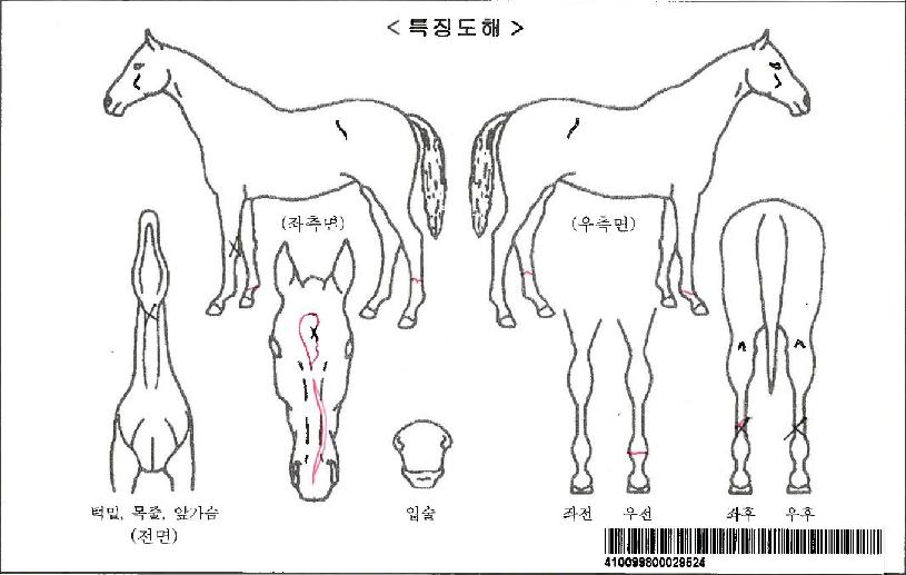 ´ë¿Õ´ëºñÀÚ¸¶ÀÇ Ãø¸é,¿ì¸é,µÞ¸é,µÎ»ó,´Ù¸®ÀÇ Æ¯Â¡µµÇØ