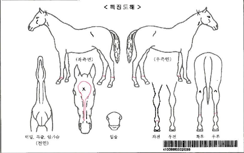 ¾Æ½Ç¶óÀÚ¸¶ÀÇ Ãø¸é,¿ì¸é,µÞ¸é,µÎ»ó,´Ù¸®ÀÇ Æ¯Â¡µµÇØ