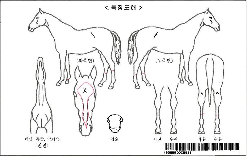 ÇÁ¶ó±×³ë½Ã½ºÀÚ¸¶ÀÇ Ãø¸é,¿ì¸é,µÞ¸é,µÎ»ó,´Ù¸®ÀÇ Æ¯Â¡µµÇØ