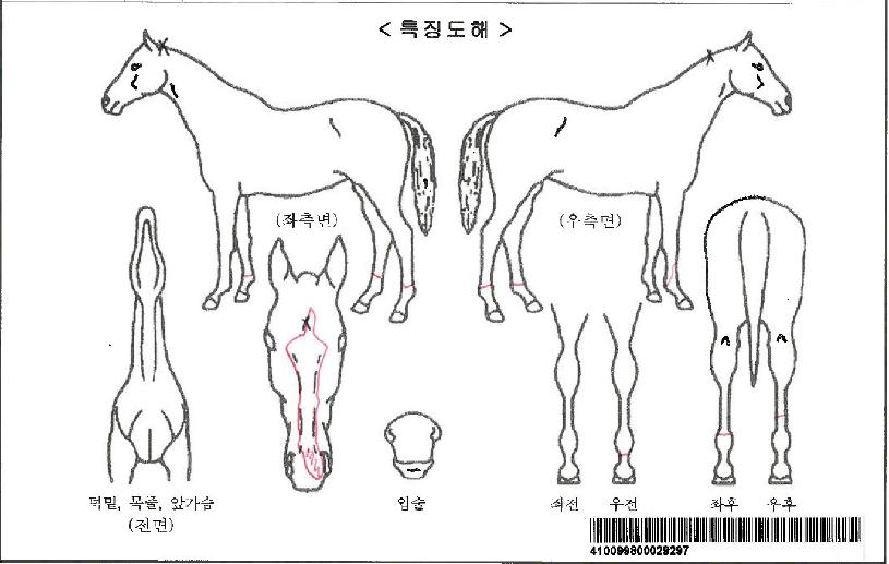 ¿À·¹¸®ÀÚ¸¶ÀÇ Ãø¸é,¿ì¸é,µÞ¸é,µÎ»ó,´Ù¸®ÀÇ Æ¯Â¡µµÇØ