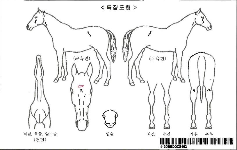 °ñµç¿ùµåÀÚ¸¶ÀÇ Ãø¸é,¿ì¸é,µÞ¸é,µÎ»ó,´Ù¸®ÀÇ Æ¯Â¡µµÇØ