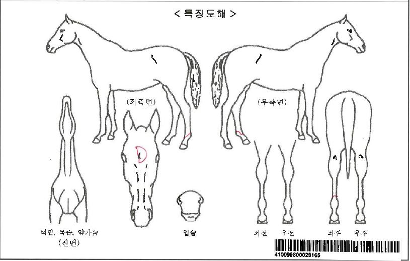 Á¦Æ®Çã´ÏÀÚ¸¶ÀÇ Ãø¸é,¿ì¸é,µÞ¸é,µÎ»ó,´Ù¸®ÀÇ Æ¯Â¡µµÇØ
