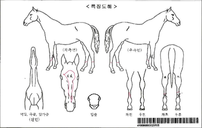 À§Å°µå¿ì³ëÀÚ¸¶ÀÇ Ãø¸é,¿ì¸é,µÞ¸é,µÎ»ó,´Ù¸®ÀÇ Æ¯Â¡µµÇØ