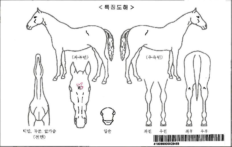 Äí¿ìÀÚ¸¶ÀÇ Ãø¸é,¿ì¸é,µÞ¸é,µÎ»ó,´Ù¸®ÀÇ Æ¯Â¡µµÇØ