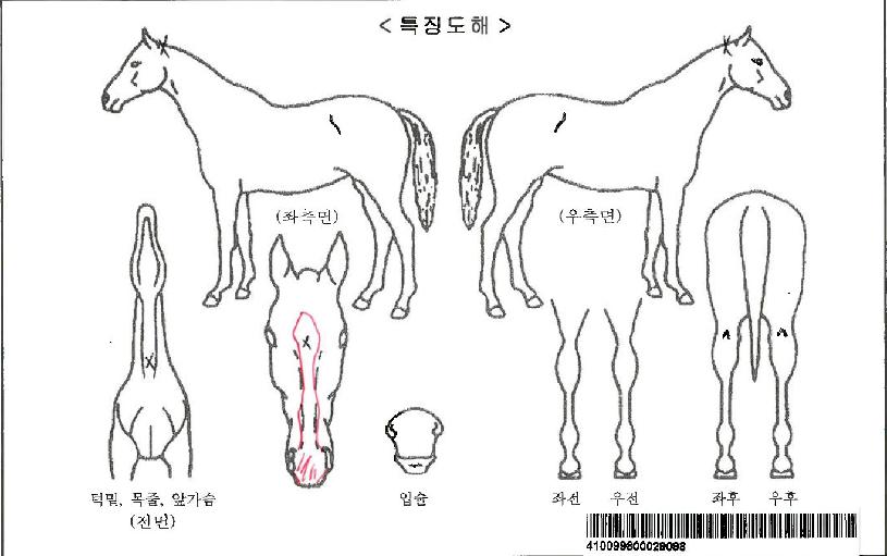 ¸í¼µ¹Ç³ÀÚ¸¶ÀÇ Ãø¸é,¿ì¸é,µÞ¸é,µÎ»ó,´Ù¸®ÀÇ Æ¯Â¡µµÇØ