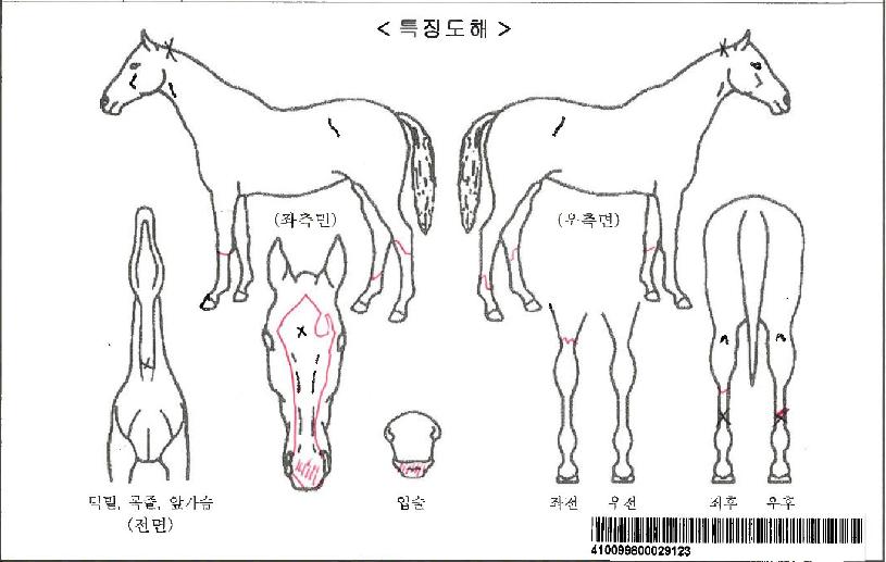 °¡¼ÓÆ®¸®ÇÃÀÚ¸¶ÀÇ Ãø¸é,¿ì¸é,µÞ¸é,µÎ»ó,´Ù¸®ÀÇ Æ¯Â¡µµÇØ