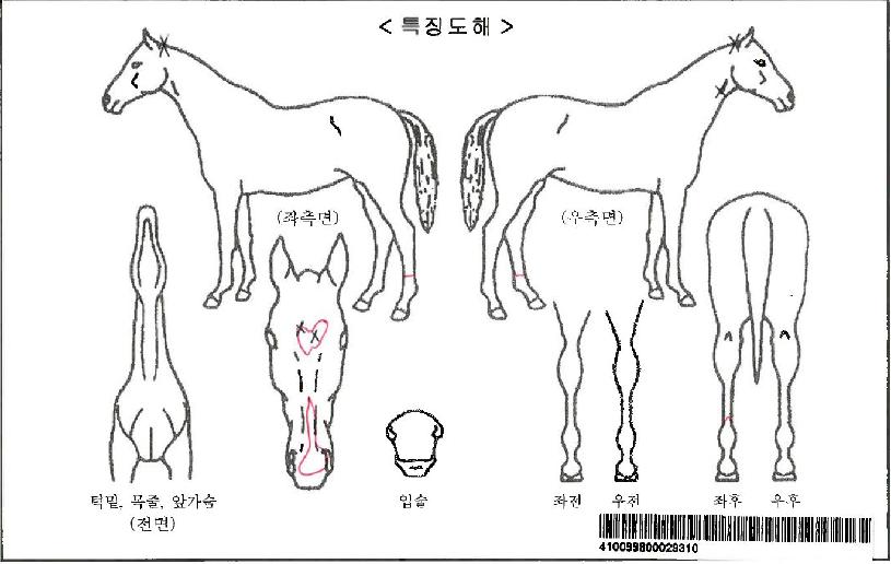Àεð¾ðü·ÎŰÀÚ¸¶ÀÇ Ãø¸é,¿ì¸é,µÞ¸é,µÎ»ó,´Ù¸®ÀÇ Æ¯Â¡µµÇØ