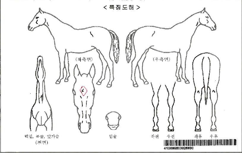 È÷Æ®½ºÀ¬ÀÚ¸¶ÀÇ Ãø¸é,¿ì¸é,µÞ¸é,µÎ»ó,´Ù¸®ÀÇ Æ¯Â¡µµÇØ