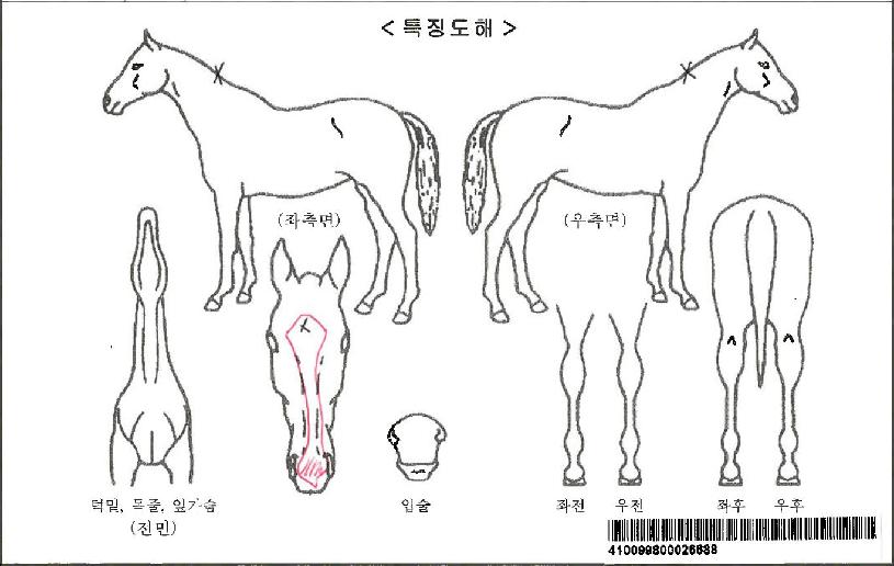 ÃÊ¿øÀǺ°ÀÚ¸¶ÀÇ Ãø¸é,¿ì¸é,µÞ¸é,µÎ»ó,´Ù¸®ÀÇ Æ¯Â¡µµÇØ