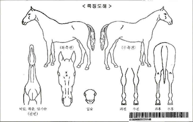 ´ÙÀ̳ª¹Íº¼Æ®ÀÚ¸¶ÀÇ Ãø¸é,¿ì¸é,µÞ¸é,µÎ»ó,´Ù¸®ÀÇ Æ¯Â¡µµÇØ