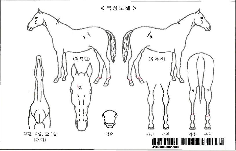 »ó½Â°ÅžÀÚ¸¶ÀÇ Ãø¸é,¿ì¸é,µÞ¸é,µÎ»ó,´Ù¸®ÀÇ Æ¯Â¡µµÇØ