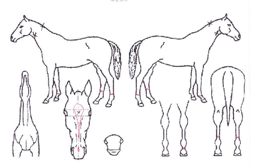 ¾Æ¶óÄ¡¾Æ¶óÃÊÀÇ Ãø¸é,¿ì¸é,µÞ¸é,µÎ»ó,´Ù¸®ÀÇ Æ¯Â¡µµÇØ