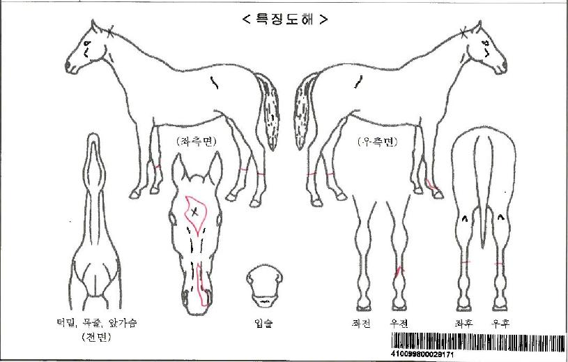 ¸íǰº¸¹èÀÚ¸¶ÀÇ Ãø¸é,¿ì¸é,µÞ¸é,µÎ»ó,´Ù¸®ÀÇ Æ¯Â¡µµÇØ