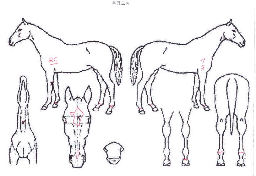 ¿Ãµ¥ÀÌ·ÕÀÇ Ãø¸é,¿ì¸é,µÞ¸é,µÎ»ó,´Ù¸®ÀÇ Æ¯Â¡µµÇØ