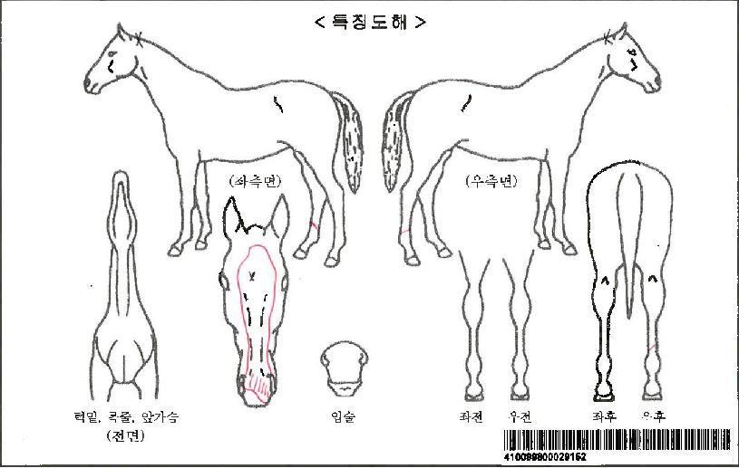 ¼³±¤ÈÀÚ¸¶ÀÇ Ãø¸é,¿ì¸é,µÞ¸é,µÎ»ó,´Ù¸®ÀÇ Æ¯Â¡µµÇØ