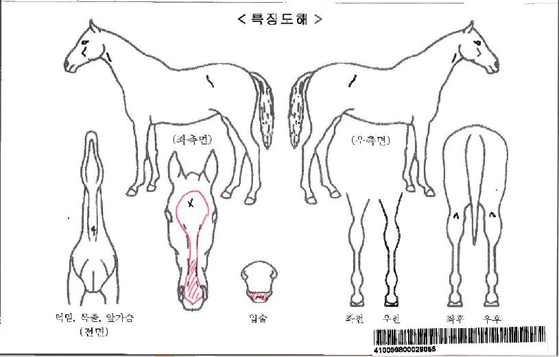 Ä«ÀÌÁ¦¸°ÀÚ¸¶ÀÇ Ãø¸é,¿ì¸é,µÞ¸é,µÎ»ó,´Ù¸®ÀÇ Æ¯Â¡µµÇØ