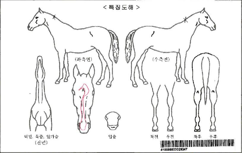 ½´ÆÛ°¶·´ÀÚ¸¶ÀÇ Ãø¸é,¿ì¸é,µÞ¸é,µÎ»ó,´Ù¸®ÀÇ Æ¯Â¡µµÇØ