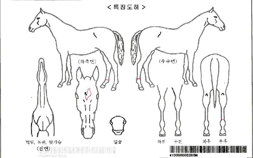 Áö¾ÆÀÚ¸¶ÀÇ Ãø¸é,¿ì¸é,µÞ¸é,µÎ»ó,´Ù¸®ÀÇ Æ¯Â¡µµÇØ