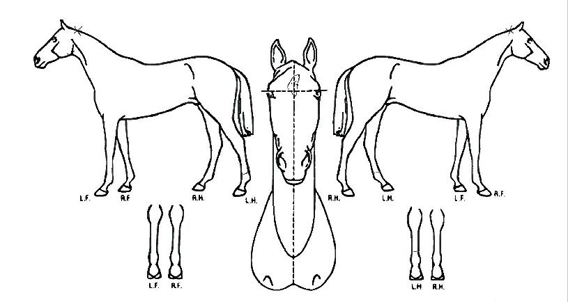 Å×ÀÍÇöóÀÌÆ®³ªÀÕÀÇ Ãø¸é,¿ì¸é,µÞ¸é,µÎ»ó,´Ù¸®ÀÇ Æ¯Â¡µµÇØ