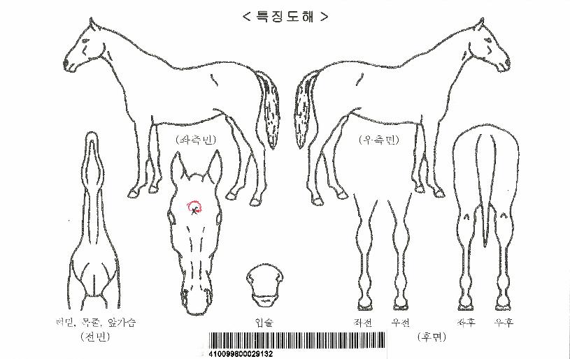 µö¸¶ÀεåÀÚ¸¶ÀÇ Ãø¸é,¿ì¸é,µÞ¸é,µÎ»ó,´Ù¸®ÀÇ Æ¯Â¡µµÇØ