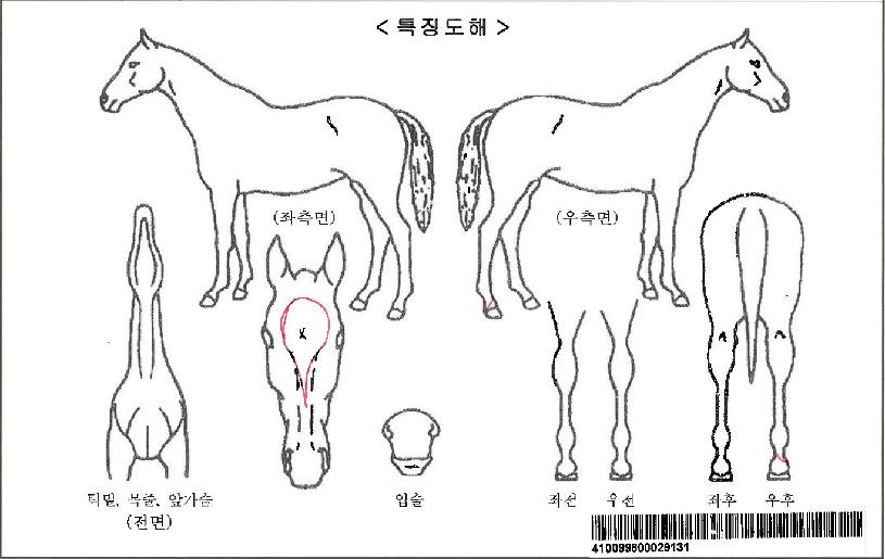 µñ½Ã¹êµåÀÚ¸¶ÀÇ Ãø¸é,¿ì¸é,µÞ¸é,µÎ»ó,´Ù¸®ÀÇ Æ¯Â¡µµÇØ