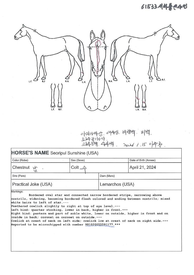 ¼¸®Ç®¼±»þÀÎÀÇ Ãø¸é,¿ì¸é,µÞ¸é,µÎ»ó,´Ù¸®ÀÇ Æ¯Â¡µµÇØ