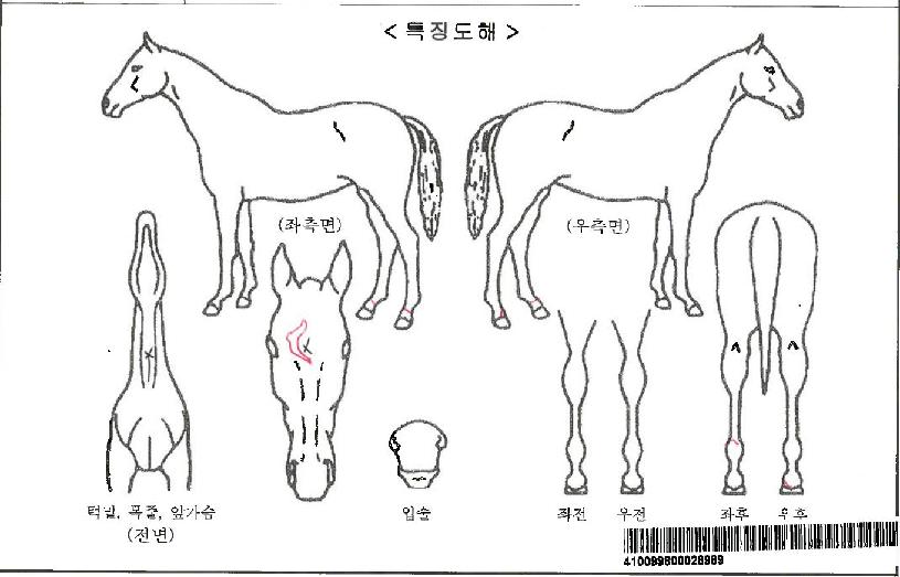 ½ºÆ®¶óÀÌÅ©À̱ÛÀÚ¸¶ÀÇ Ãø¸é,¿ì¸é,µÞ¸é,µÎ»ó,´Ù¸®ÀÇ Æ¯Â¡µµÇØ