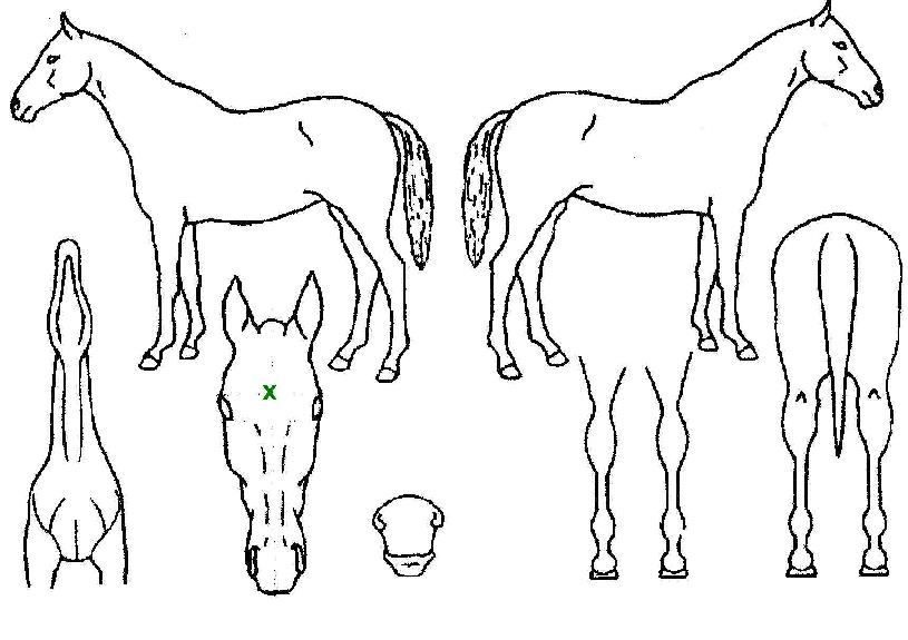 ÇØÇǹö½ºÀÇ Ãø¸é,¿ì¸é,µÞ¸é,µÎ»ó,´Ù¸®ÀÇ Æ¯Â¡µµÇØ