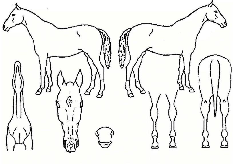 ´ë¸¶·çÀÇ Ãø¸é,¿ì¸é,µÞ¸é,µÎ»ó,´Ù¸®ÀÇ Æ¯Â¡µµÇØ