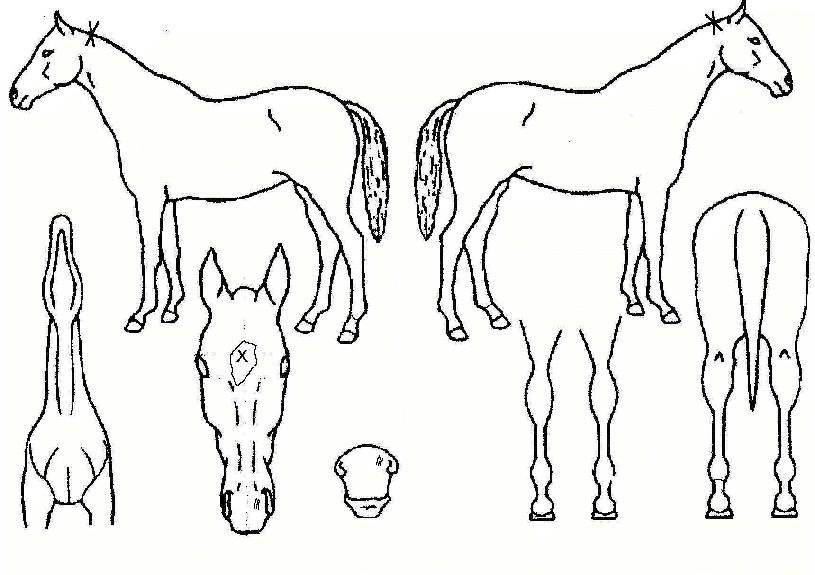 žç»êÀÇ Ãø¸é,¿ì¸é,µÞ¸é,µÎ»ó,´Ù¸®ÀÇ Æ¯Â¡µµÇØ